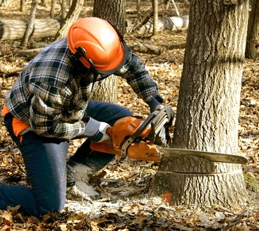 Tree Removal in Cheney, KS